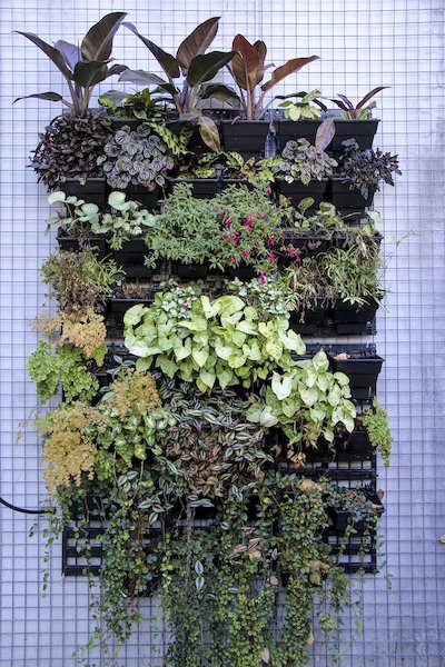 vertical-garden