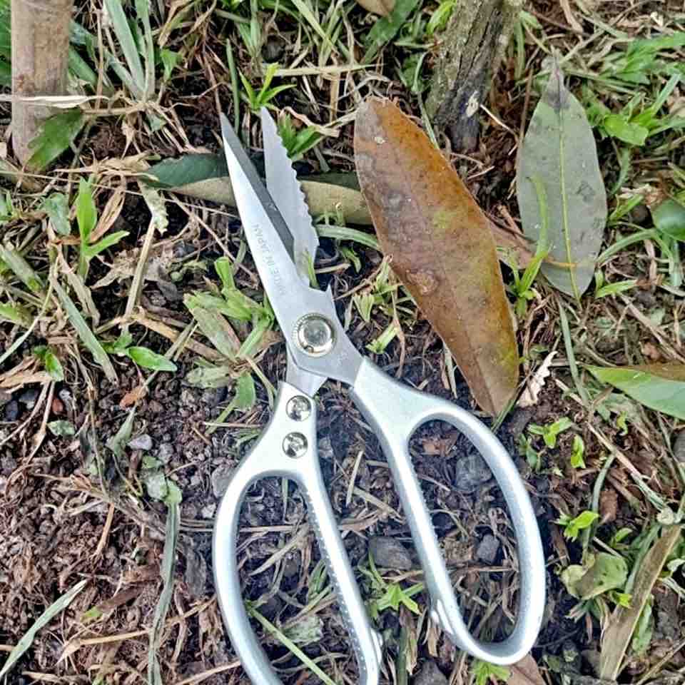 Long-Nose Fruit Scissor