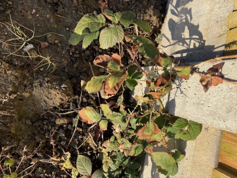 Strongest Weed Tested On Lawns, Does Roundup Kill Brambles