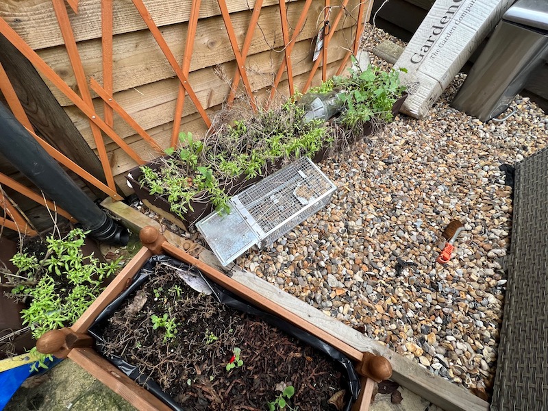 https://www.gardentoolbox.co.uk/wp-content/uploads/2023/01/Gingbau-Humane-Rat-Trap-setup-and-ready-to-go.jpg